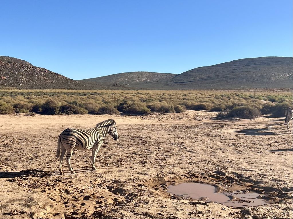 Kruger NP zebra's Zuid Afrika groepsrondreis 4